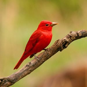 A male summer tanager on a branch. 