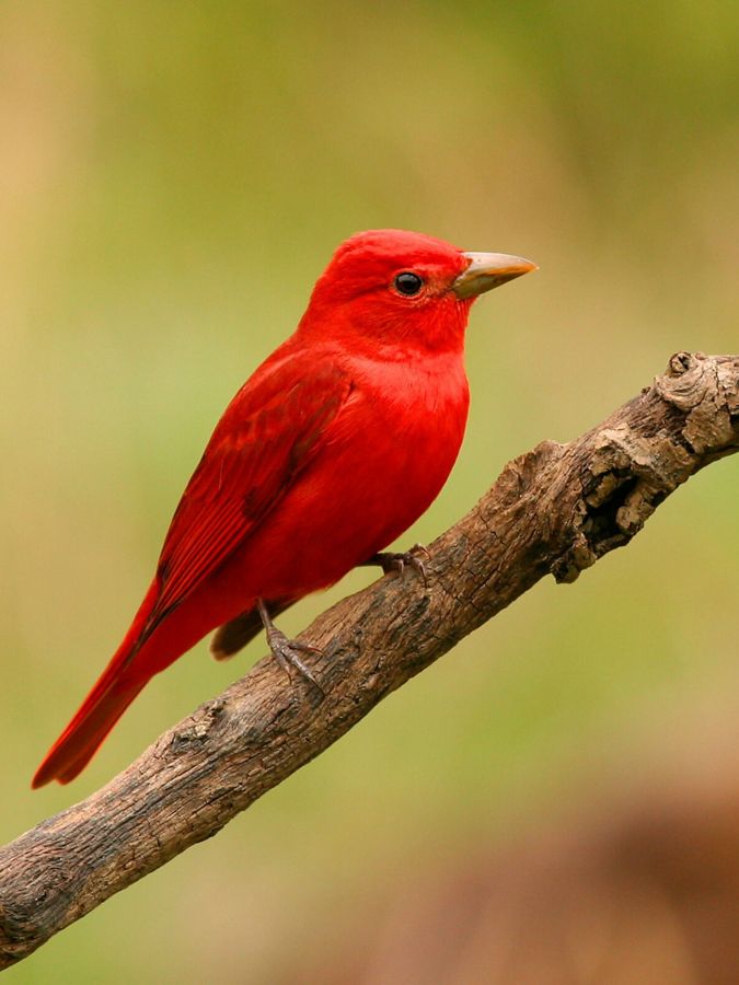 A male summer tanager on a branch. 