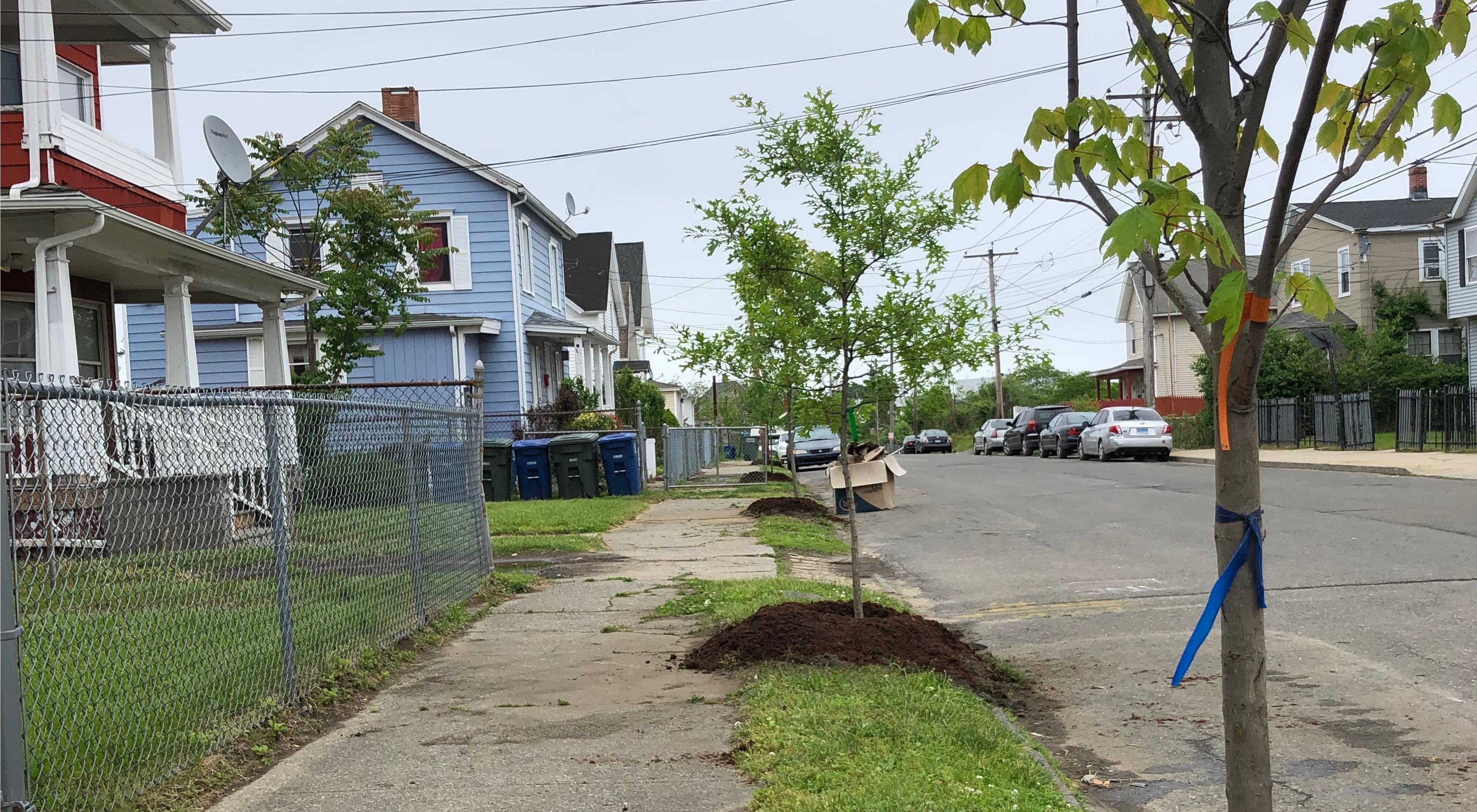 The Nature Conservancy is part of an initiative that is planting trees in places like Bridgeport, Connecticut.