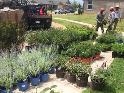 Setting out native milkweed and other plants to be used in a Oklahoma housing development.