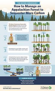 "How to Manage an Appalachian Forest to Sequester More Carbon", an illustrated infographic showing four phases to managing healthy forests to enhance climate resilience.
