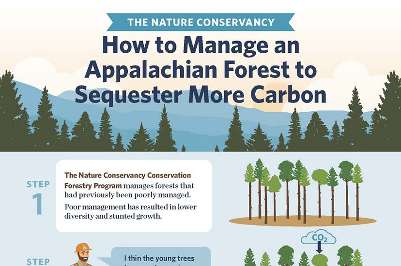 "How to Manage an Appalachian Forest to Sequester More Carbon", an illustrated infographic showing four phases to managing healthy forests to enhance climate resilience.