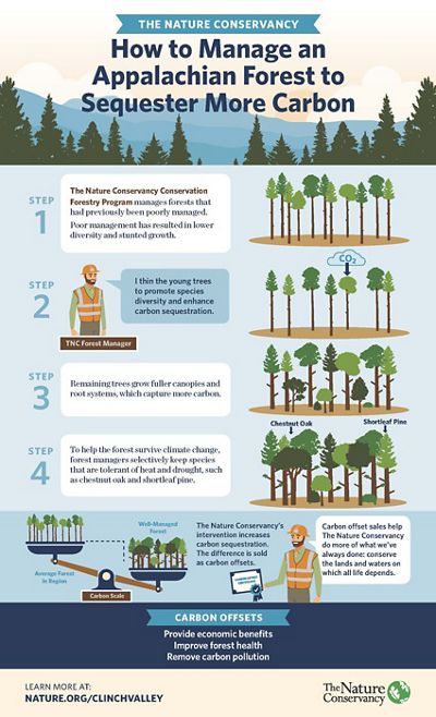 Infographic showing the steps to managing an Appalachian forest to sequester more carbon. Four steps are shown including identifying degraded forests and thinning trees to promote species diversity.