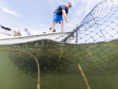 A man harvests eelgrass with a net