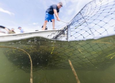 A man stands on a boat, casting a net into green water. The net is filled with eelgrass.