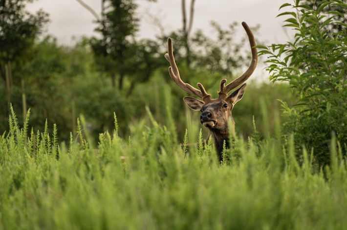 An elk peers over tall green grass.