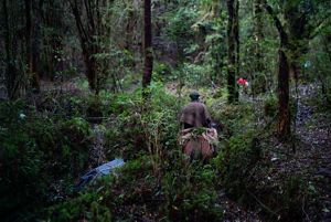 A person on horseback travels along a narrow trail in a dense green forest.