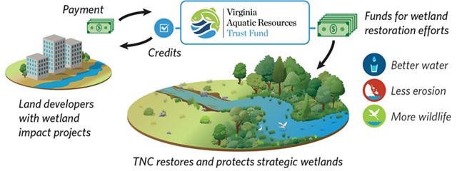 Infographic showing the funding mechanism for the Virginia Aquatic Resources Trust Fund, from payment by land developers for mitigation credits to that funding being put into on-the-ground projects.