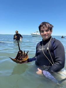A young volunteer wearing a wetsuit and holding a horseshoe crab.