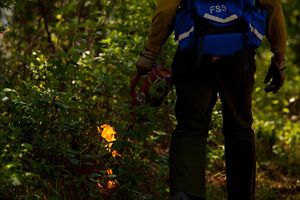 A close up of a person holding a drip torch and lighting a bush.