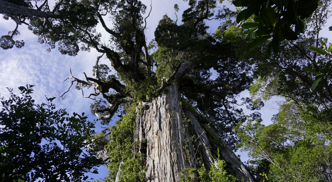 View looking up at the top of a giant, ancient tree with thick gray bark.