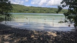 shady beach with wooden support frames in shallow, clear water.