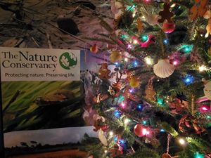 Holiday tree decorated with shells and gingerbread cookies next to a poster with The Nature Conservancy's logo on it.