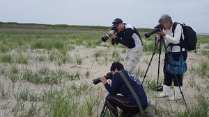 Three people with cameras photograph an unseen animal in the grass on a beach..