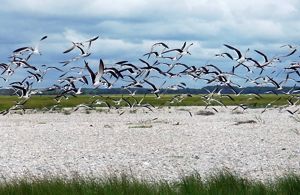 A large flock of black and white shorebirds fly over a sandy beach.