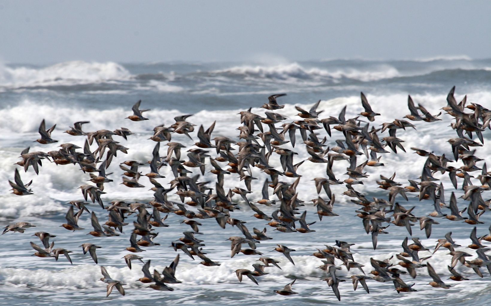 Hundreds of small, brown and gray birds flying in a dense flock over breaking waves.