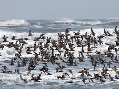 A large group of red knots fly above the Atlantic Ocean surf on a Virginia barrier island.