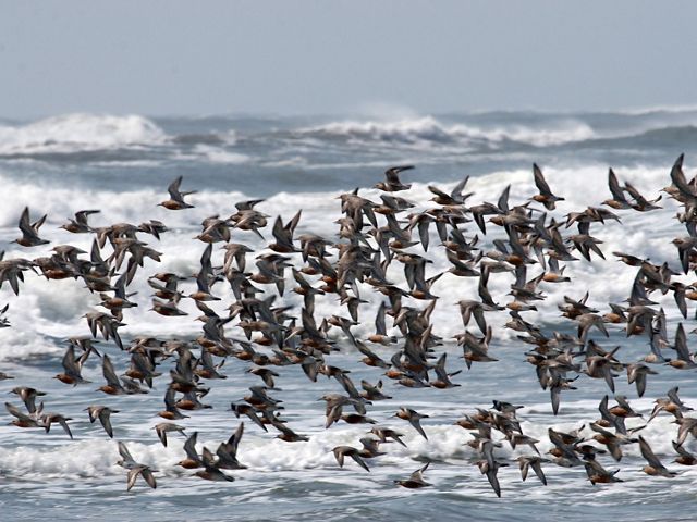 Some red knots migrate more than 9,300 miles along the Atlantic coast, from summer breeding grounds in the Arctic to winter retreats as far south as Chile and Argentina.