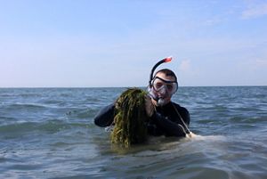 Snorkeler holding eelgrass.