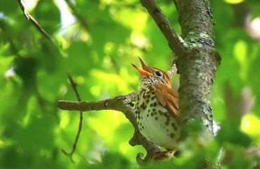 A birrd on a twig of a tree surrounded by leaves.