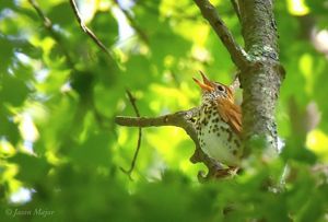 A brown and white bird singing in a tree.