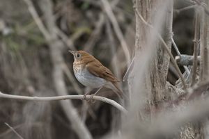 A small brown and white songbird stands on a bare branch.