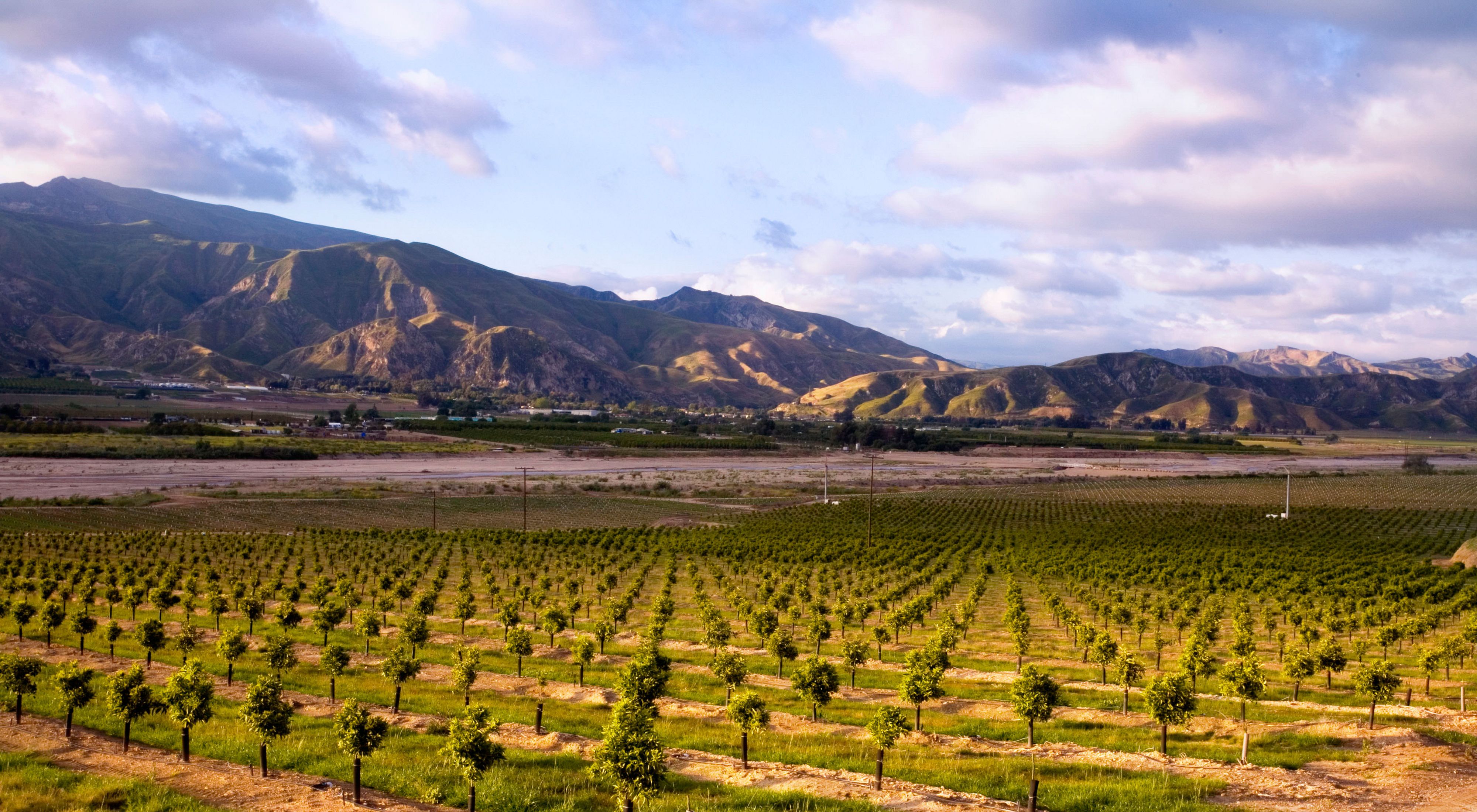 Orchards with rows of trees and mountains in the distance.