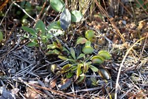 Blackened Venus flytraps from a controlled burn.