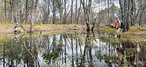 Two people wade in a vernal pool in a forest.