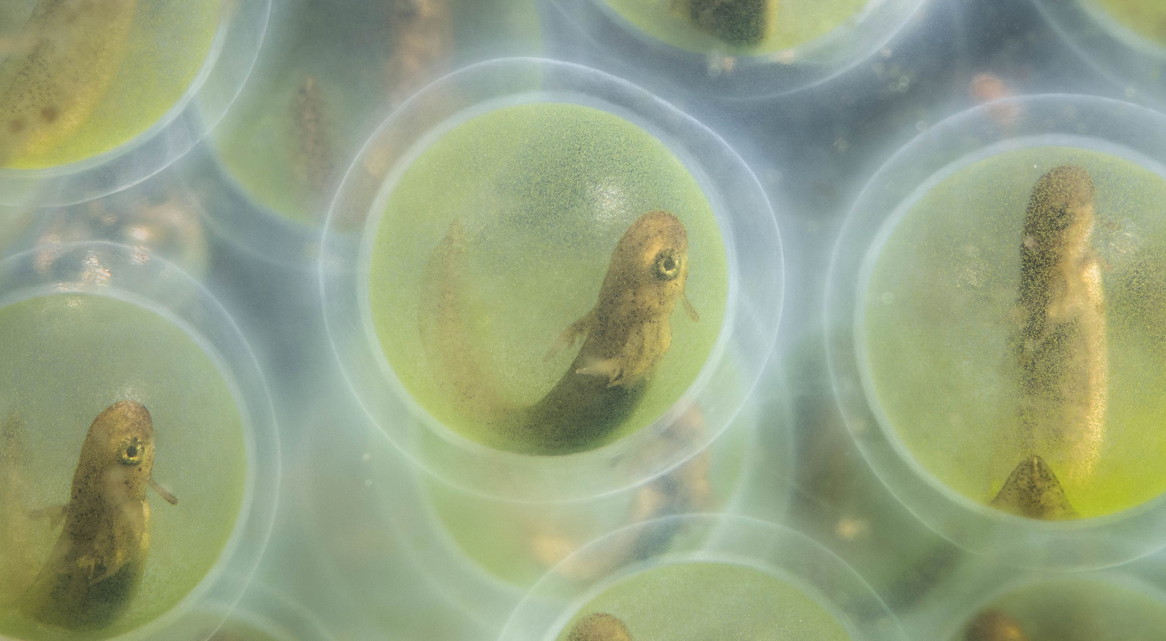 close in image of lime green bubbles with partially formed creatures inside
