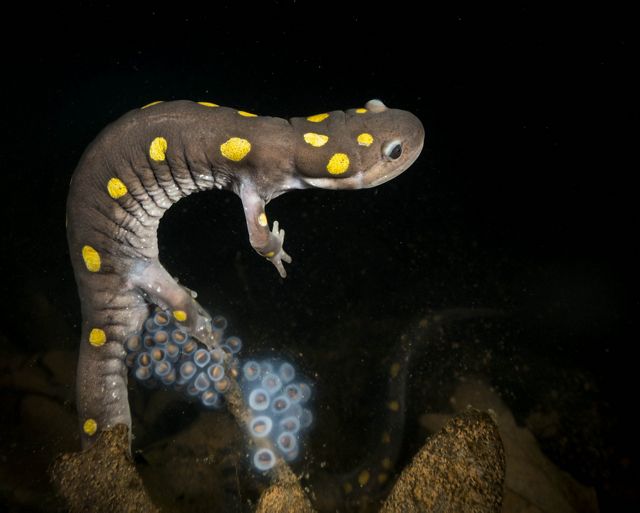 brown salamander with yellow spots curls in the dark with dozens of tiny glowing bubble-like eggs against its tail end