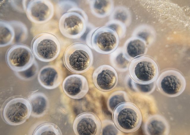 close up of dozens of objects that look like tiny gray brains, inside white bubbles, inside clear bubbles, floating against a blurred peach background