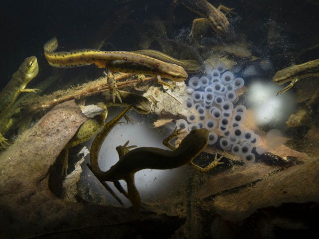 in a dark image, 8 salamanders surround a few dozen translucent jelly-like eggs, resting on a bed of dead leaves. All underwater.