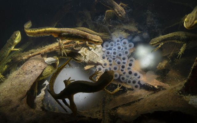 in a dark image, 8 salamanders surround a few dozen translucent jelly-like eggs, resting on a bed of dead leaves. All underwater.
