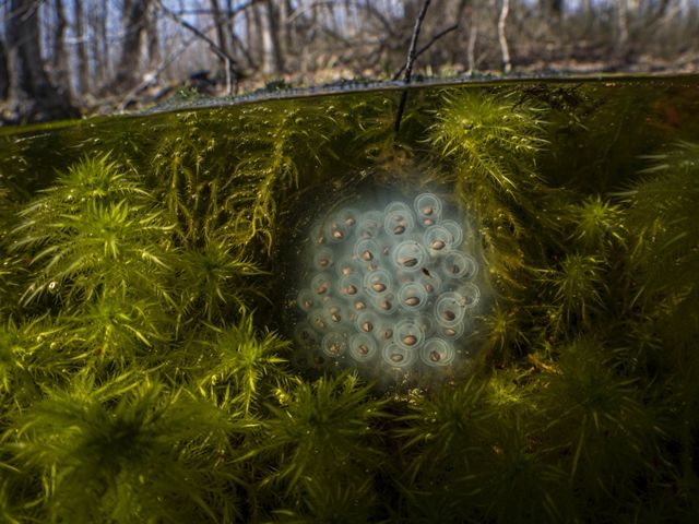 Image shows above and below water line in a forest, with trees in background above water. Below water line, green algae and moss surround a group of bubble-like eggs, each with a brown nut-like object
