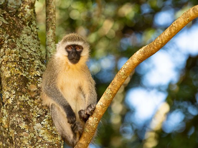 A monkey sitting on a branch