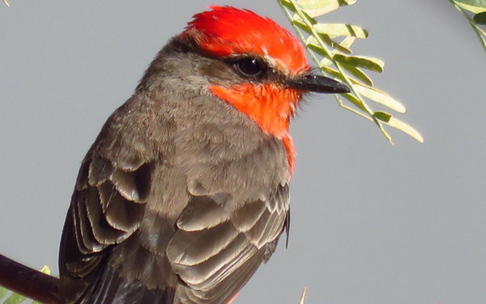 A gray and red bird on a branch.