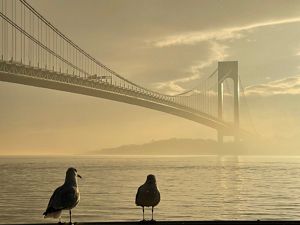 Two seagulls have their back turned to the camera overlooking the Verrazzano Narrows bridge. A yellow tinted sky is in the background.