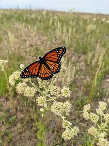 Viceroy butterfly rests on old plainsman plant.