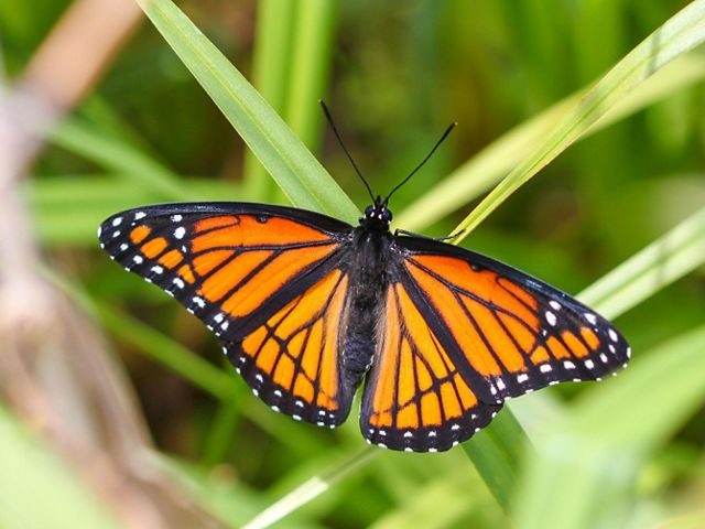 Uma borboleta vice-rei com as asas abertas em uma folha de grama.
