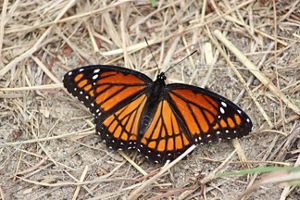 An orange and black viceroy butterfly with its wings fully expanded.