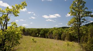 a glade of native grasses and trees in the distance.