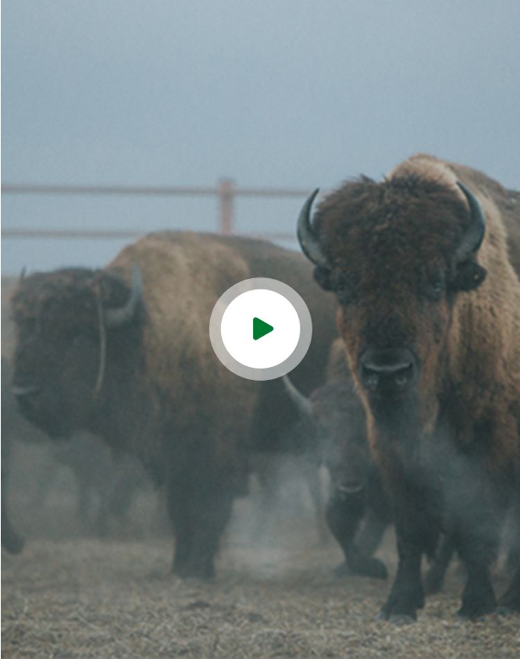 Image of bison with overlaid video play button.