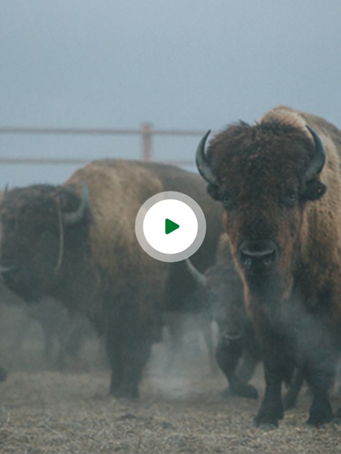 Image of bison with overlaid video play button.