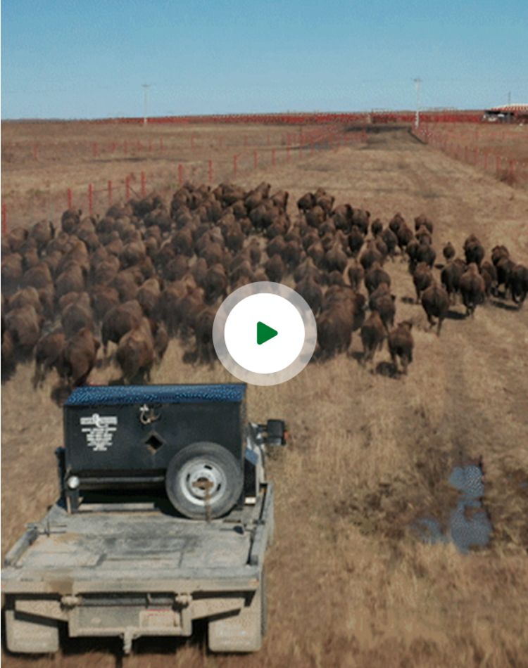 Birds-eye view of bison roundup.