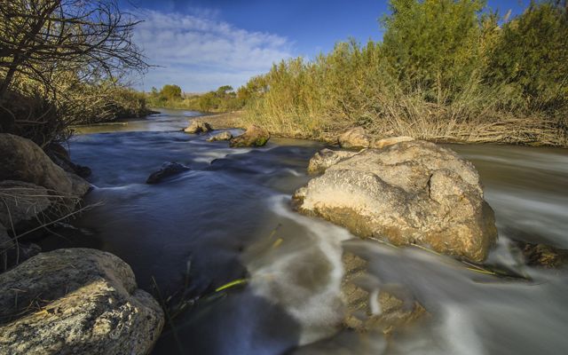 The Virgin River flowing around mid-river boulders with tall vegetation along the shore.