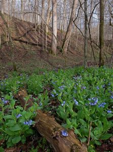 Forest floor covered in Virginia bluebells. 