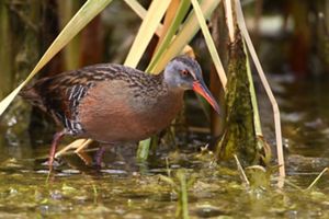 A Virginia rail with colorful plumage and bright red beak walks through a wetland. 