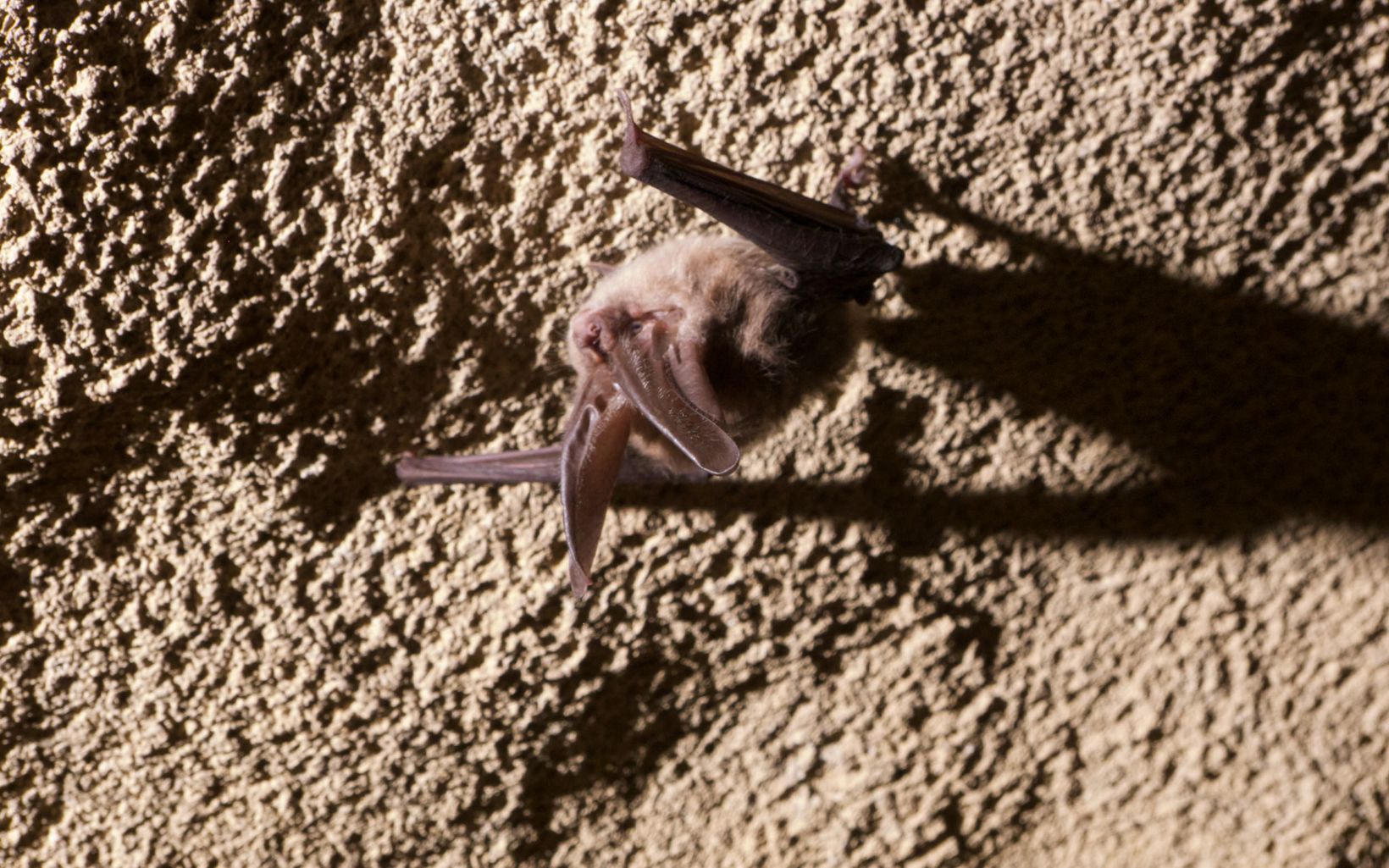 Closeup of a Virginia big-eared bat hanging from a rock wall.