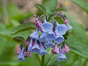 A clump of Virginia bluebells.